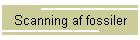 Scanning af fossiler